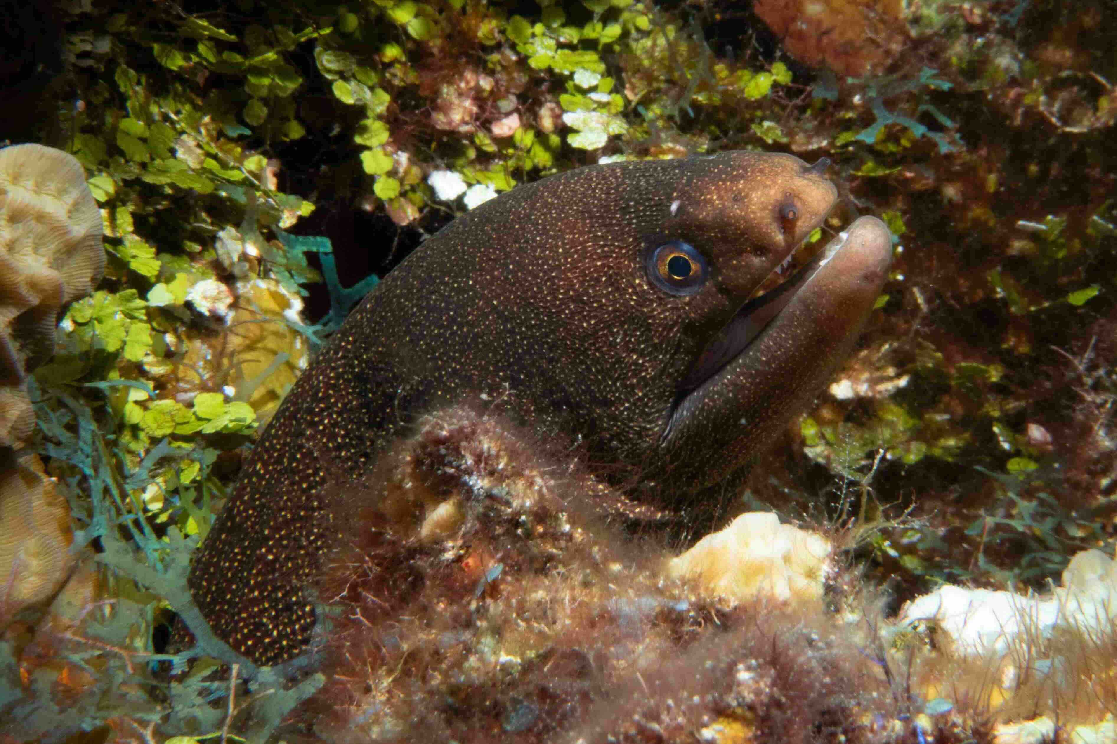 Cozumel (Mexico)