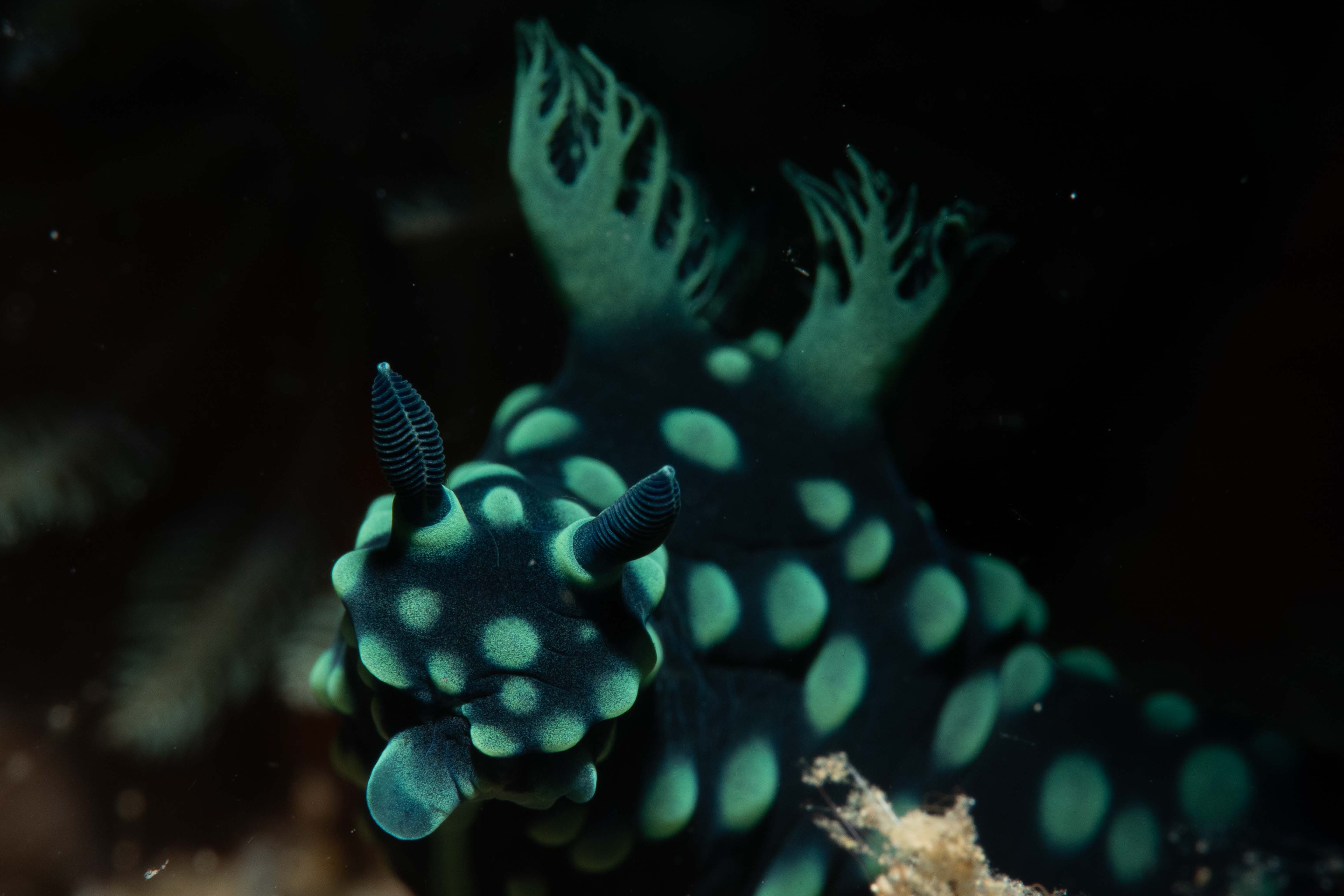 Lembeh (Indonesia)