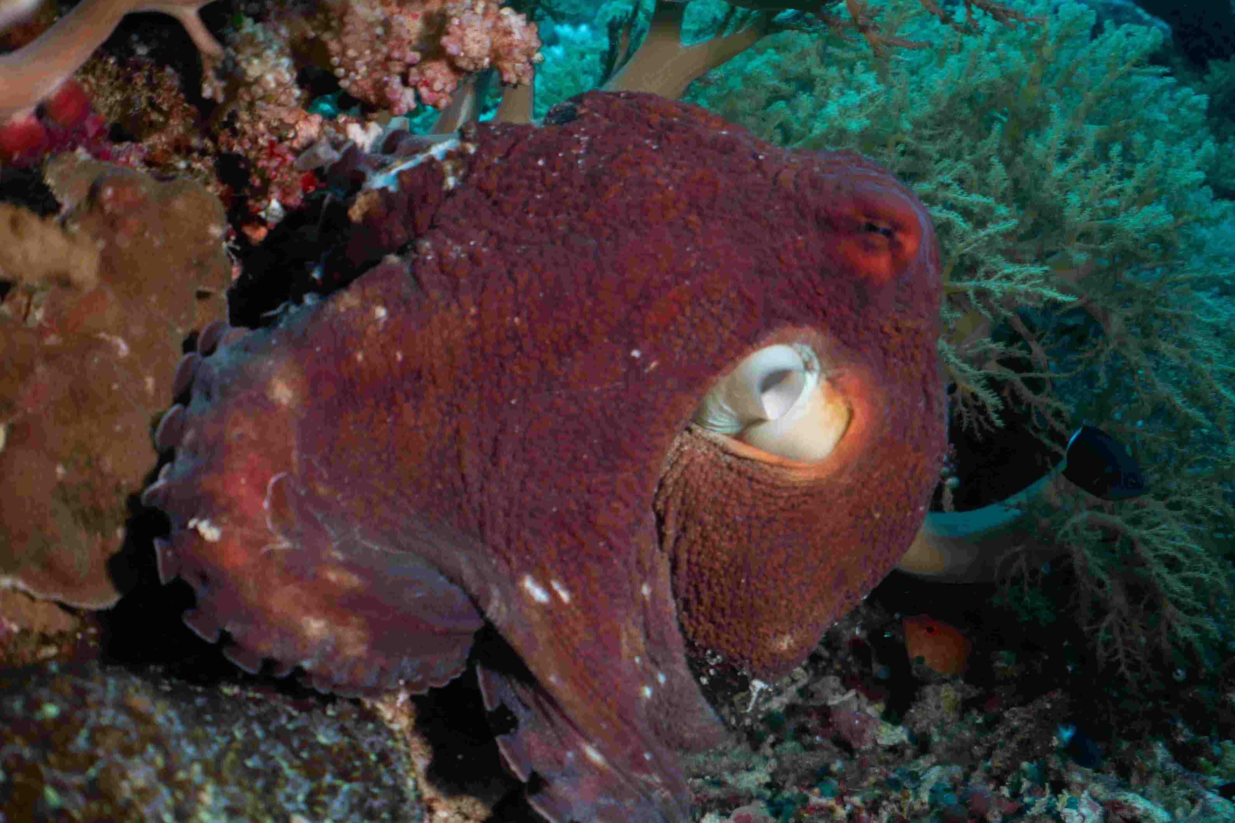 Tubbataha Reef (Philippines)